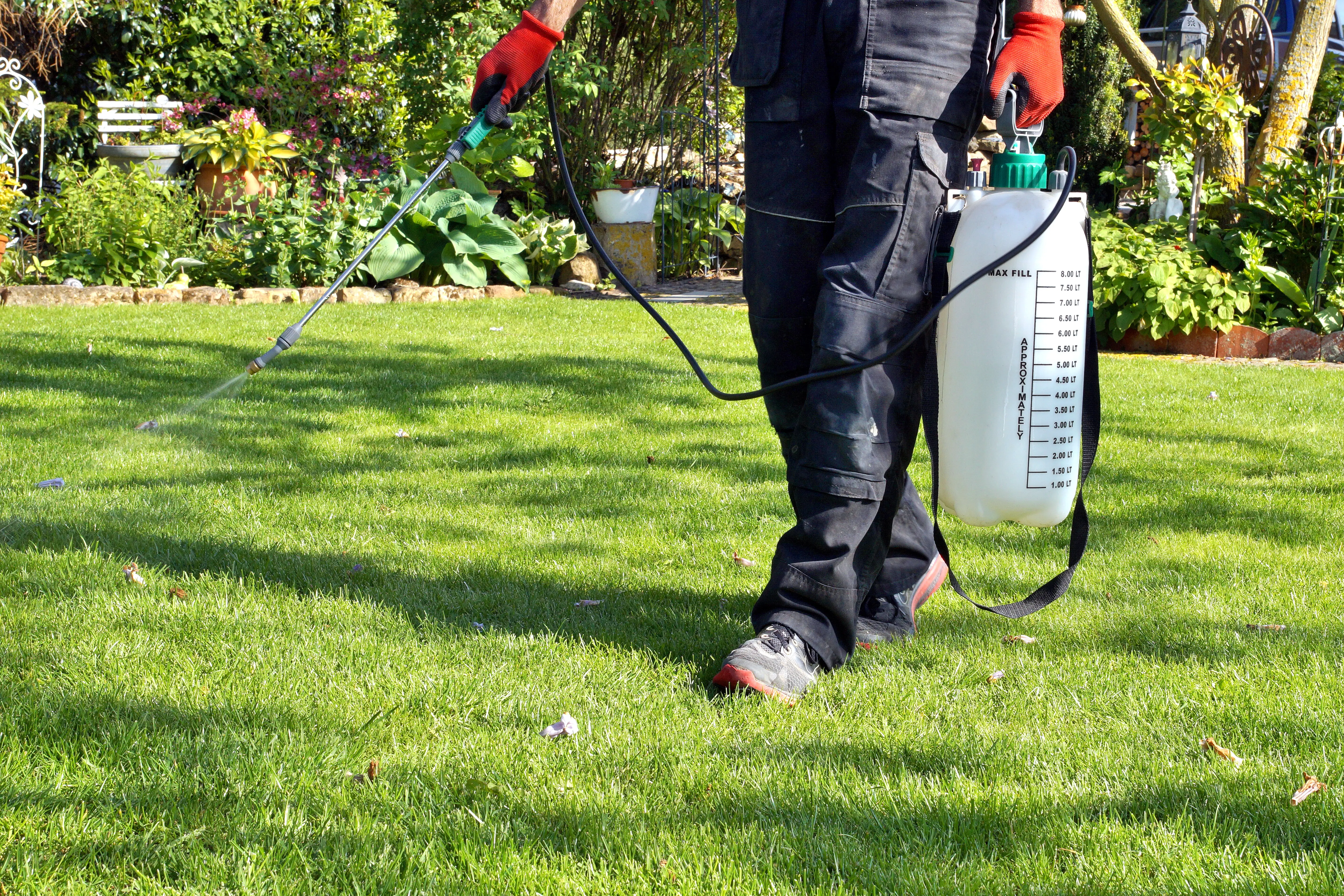 Lawn fertilizer being applied to a healthy yard